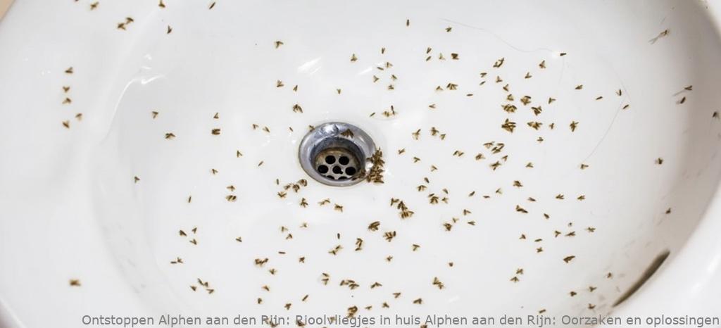 Rioolvliegjes in huis Alphen aan den Rijn: Oorzaken en oplossingen